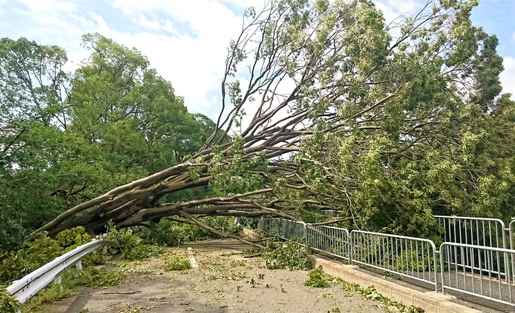 倒木、台風被害