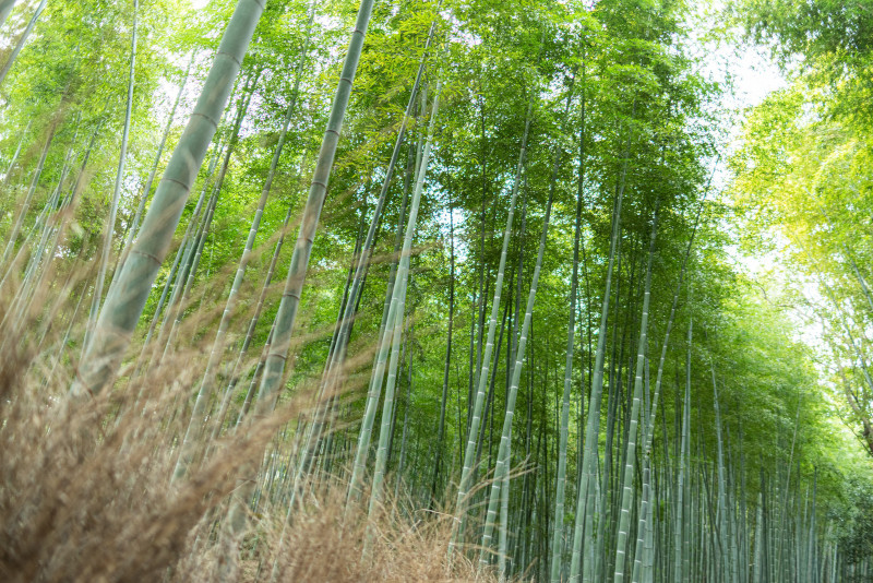 日本の生活に古くから関わっている竹とは 日本にある竹の種類 名所などを紹介します 株式会社アーボプラス