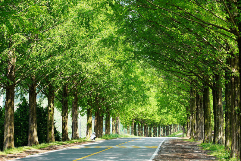なぜ日本各地に街路樹は植えられているの？街路樹の効果や問題点 ...